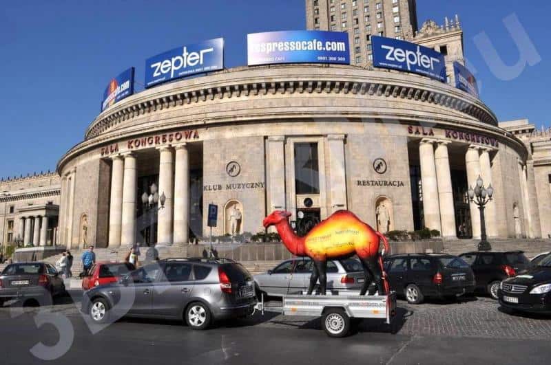 oryg_064490685_1129949550544944_1465385417682452480_o camel3